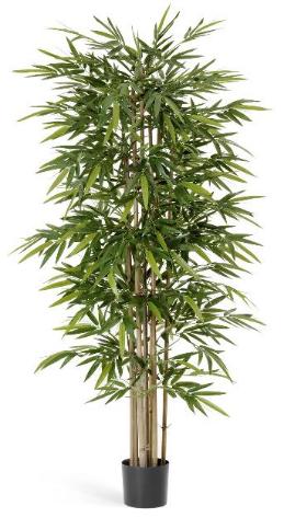 Бамбук Новый