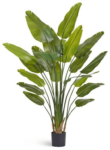 Стрелиция New Style (20 листов)