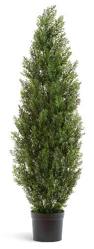 Туя Эйр Элеганс уличная