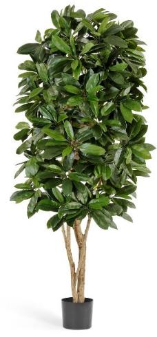 Шеффлера Леди 