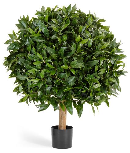 Лавр круглый на низком стволе