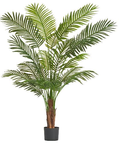 Пальма Арека Хризалидокарпус New