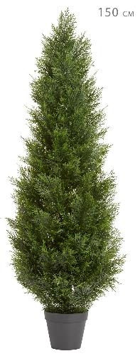 Туя уличная Брабант пушистая