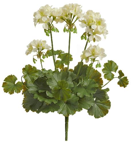 Герань кремовая цветущий куст (UV-фильтр)