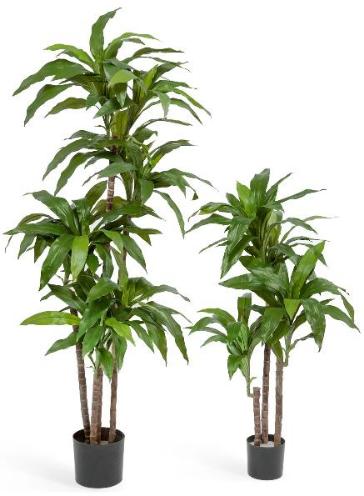 Драцена Джанет Крейг зеленая 3 ствола