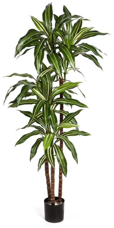 Learn how to prune a dracaena when it gets too tall at Houseplant411. Dracaena, 