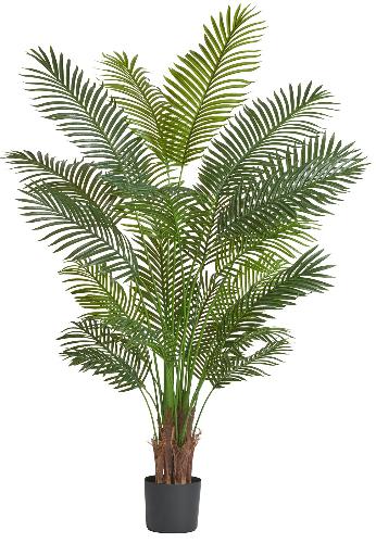 Пальма Арека Хризалидокарпус New