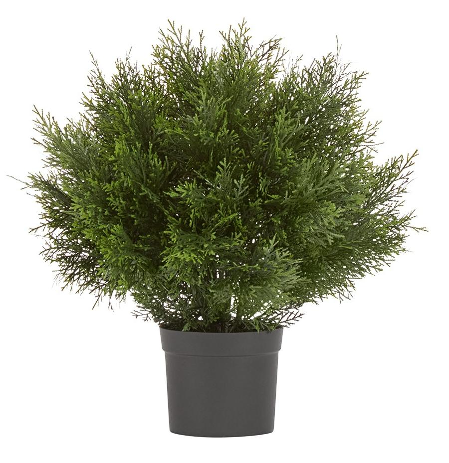 Туя уличная Брабант пушистая шаровидная в-60 см, д-55 см