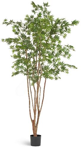 Клён японский Вайлд