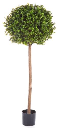 Самшиты Шары уличные на выском стволе