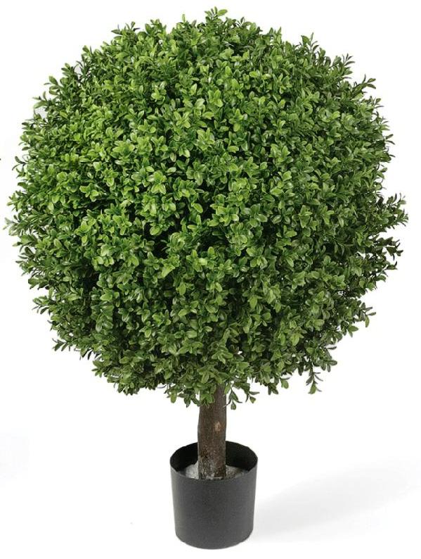 Самшит Шар уличный на коротком стволе