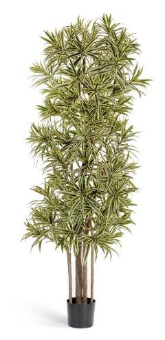 Драцена Рефлекса Золотая