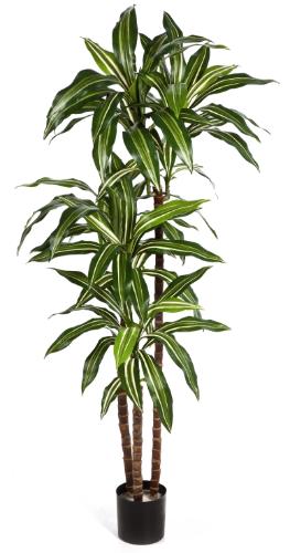 Драцена зеленая Джанет Крейг 3 ствола