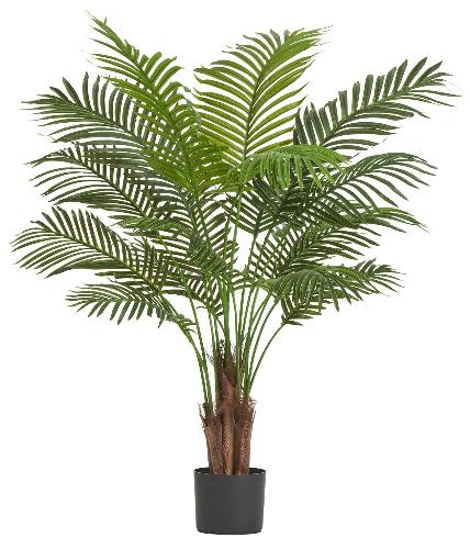 Пальма Арека Хризалидокарпус Нью