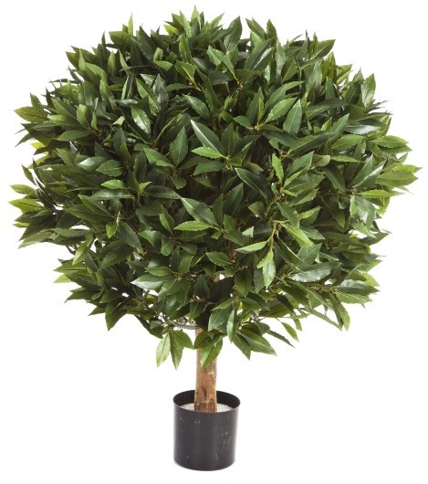 Лавр круглый на низком стволе