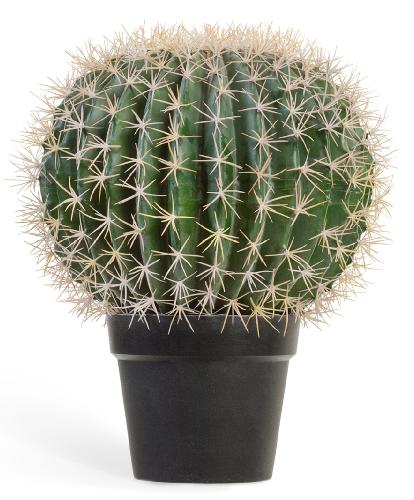 Кактус Баррель