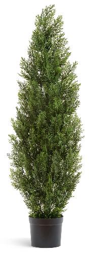 Туя Эйр Элеганс уличная