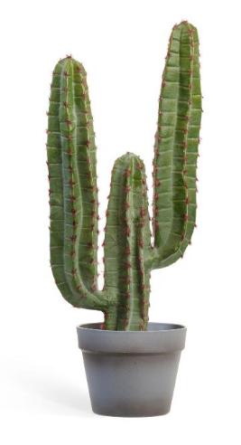 Кактус Цереус Мексиканский