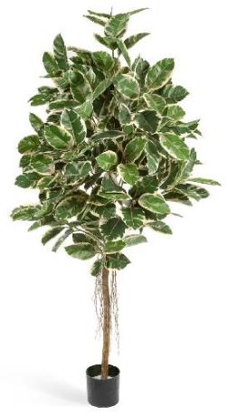 Фикус Эластика пестрый 