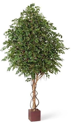 Гигантский фикус Бенжамина