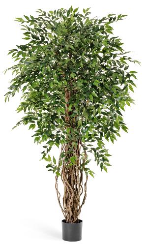 Фикус френч лиана де люкс