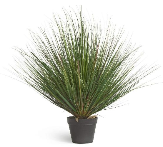 Трава Осока горная куст