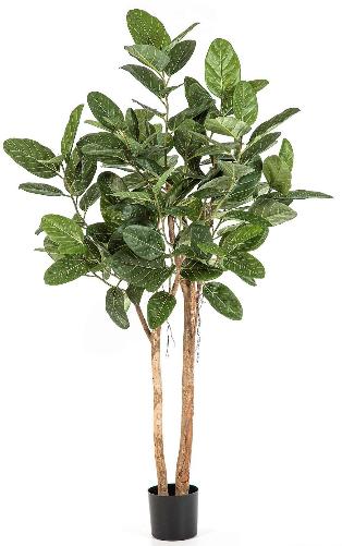 Фикус Одри Бенгальский