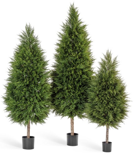 Кипарис Тауэр уличный новый