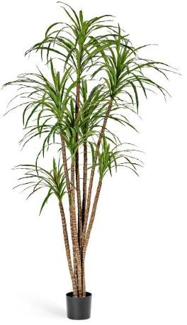 Драцена Маргината