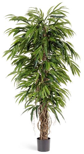 Лонгифолия лиана де люкс 