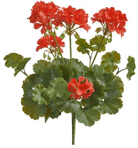 Герань красная цветущий куст (UV-фильтр)