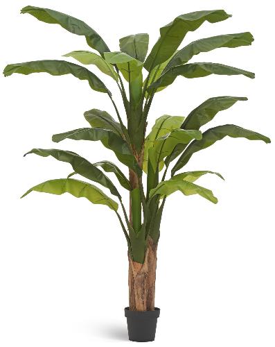 Банановое дерево (20 листов и 3 ствола)