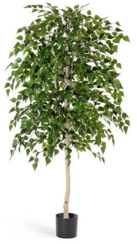 Береза натуральная