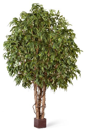 Лонгифолия широколистная Гигантская