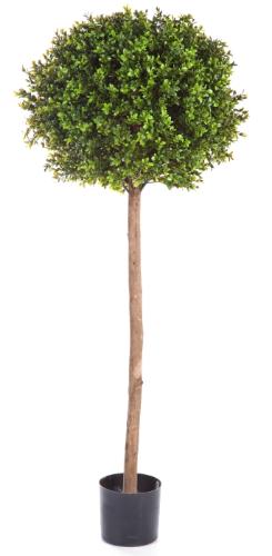 Самшиты Шары уличные на выском стволе