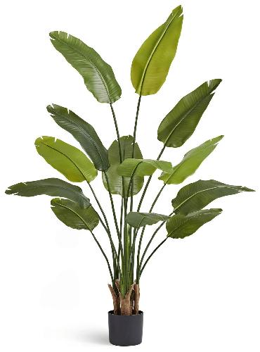 Стрелиция New Style