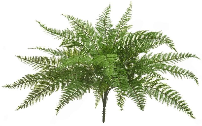 Папоротник Вудвардия