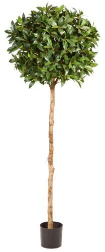 Лавр круглый на высоком стволе