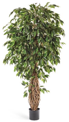 Фикус лиана де люкс