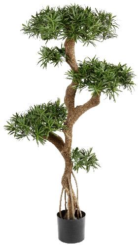 Подокарпус на забавном стволе Новый