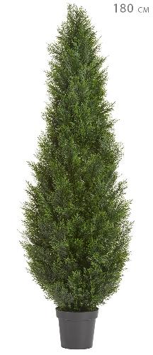 Туя Брабант пушистая уличная