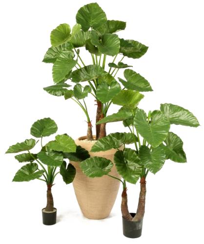 Алоказия Калидора