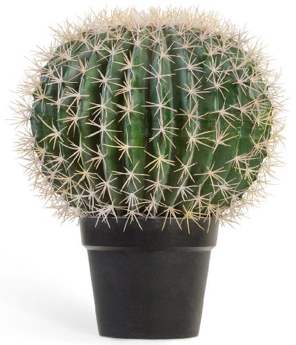 Кактус Баррель