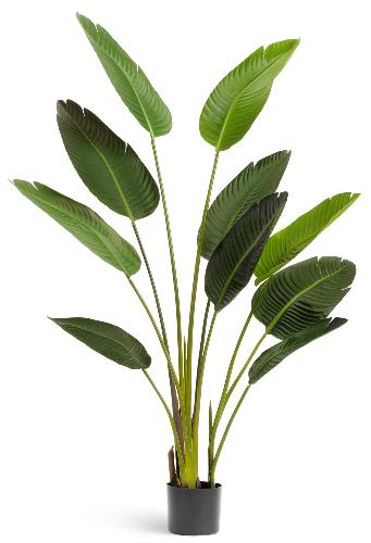 Стрелиция Стайл (Style) зеленая