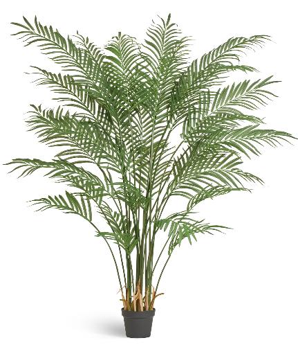 Пальма Арека Форест 170 см (28 веток) 1/1