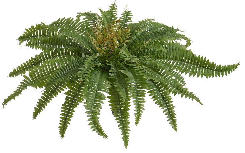Папоротник Бостон (39 листов)