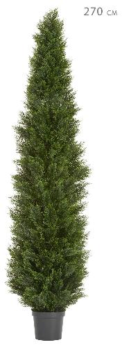 Туя уличная Брабант пушистая