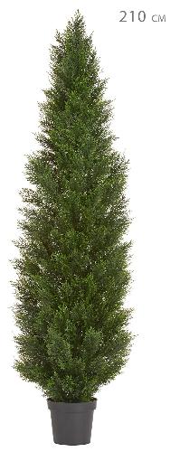 Туя уличная Брабант пушистая