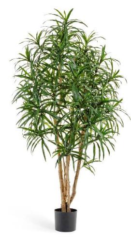 Драцена Анита 