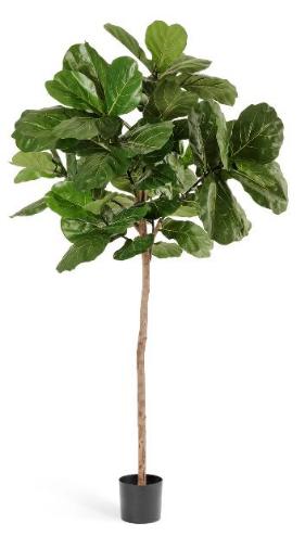 Фикус Лирата Стайл (Style) на штамбе